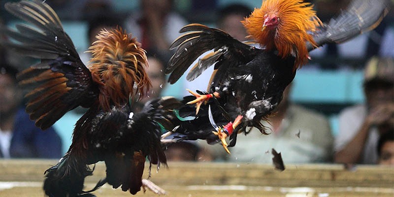 Tìm hiểu đôi nét về đá gà cựa sắt