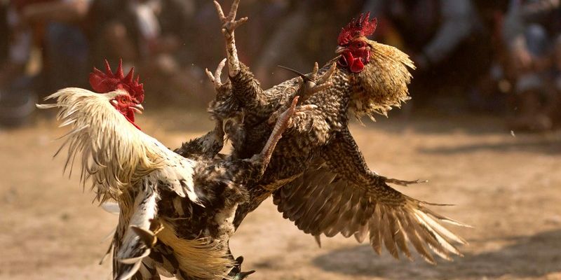 Việc nắm vững các thuật ngữ đá gà cơ bản là yếu tố quan trọng