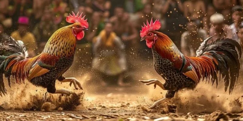 Kinh nghiệm chơi đá gà cựa sắt WW88 mà mọi người cần nắm rõ